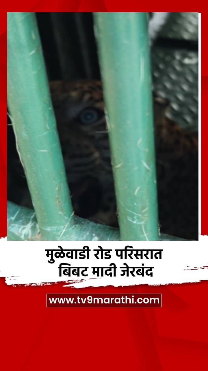 मुळेवाडी रोड परिसरात बिबट मादी जेरबंद