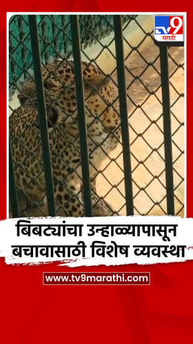 बिबट्यांचा उन्हाळ्यापासून बचाव करण्यासाठी विशेष व्यवस्था