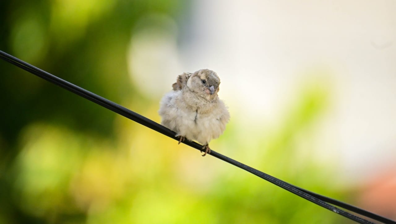 रेल्वेच्या ओव्हरहेड तारांमध्ये दोन तारांमधील अंतर जास्त ठेवण्यामागे हे देखील एक महत्त्वाचे कारण आहे. पक्ष्यांची शरीररचना आणि बसण्याची पद्धत त्यांना वाचवते, पण मानवासाठी हे अत्यंत धोकादायक आहे.