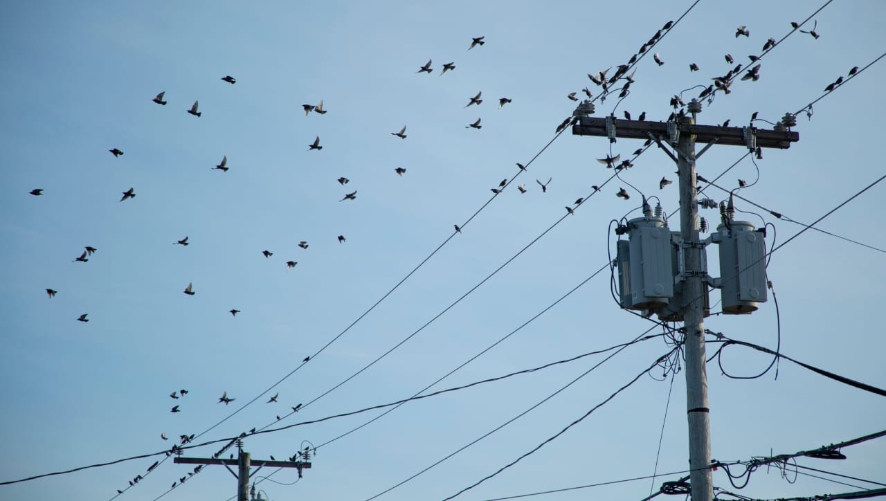 असं नाही की पक्ष्यांना कधीच शॉक लागत नाही. जर एखाद्या मोठ्या पक्ष्याने (घार किंवा गिधाड) एकाच वेळी दोन वेगवेगळ्या तारांना स्पर्श केला किंवा एका तारेवर बसून दुसऱ्या अर्थिंग असलेल्या खांबाला स्पर्श केला, तर सर्किट पूर्ण होते. अशा स्थितीत वीज पक्ष्याच्या शरीरातून प्रवाहित होते आणि त्याचा मृत्यू होतो. 