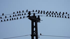 रेल्वेच्या हाय व्होल्टेज वायरवर बसूनही पक्ष्यांना शॉक का लागत नाही?.