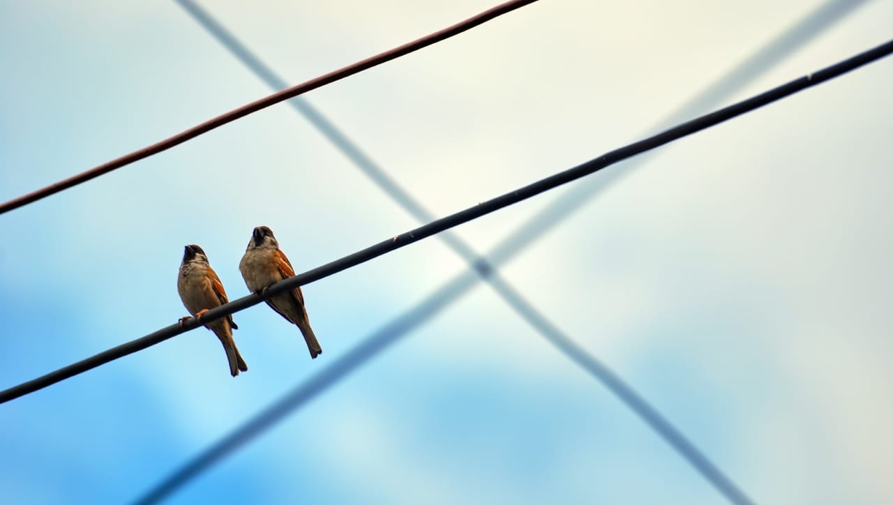 वीज नेहमी सोपा मार्ग शोधते; पक्ष्याच्या शरीराचा रोध (Resistance) वायरपेक्षा जास्त असल्याने, वीज पक्ष्याच्या शरीरात न शिरता सरळ वायरमधून पुढे निघून जाते. विजेच्या प्रवाहाचा स्वभाव असा असतो की तो नेहमी जमिनीकडे (Earth) जाण्याचा प्रयत्न करतो.