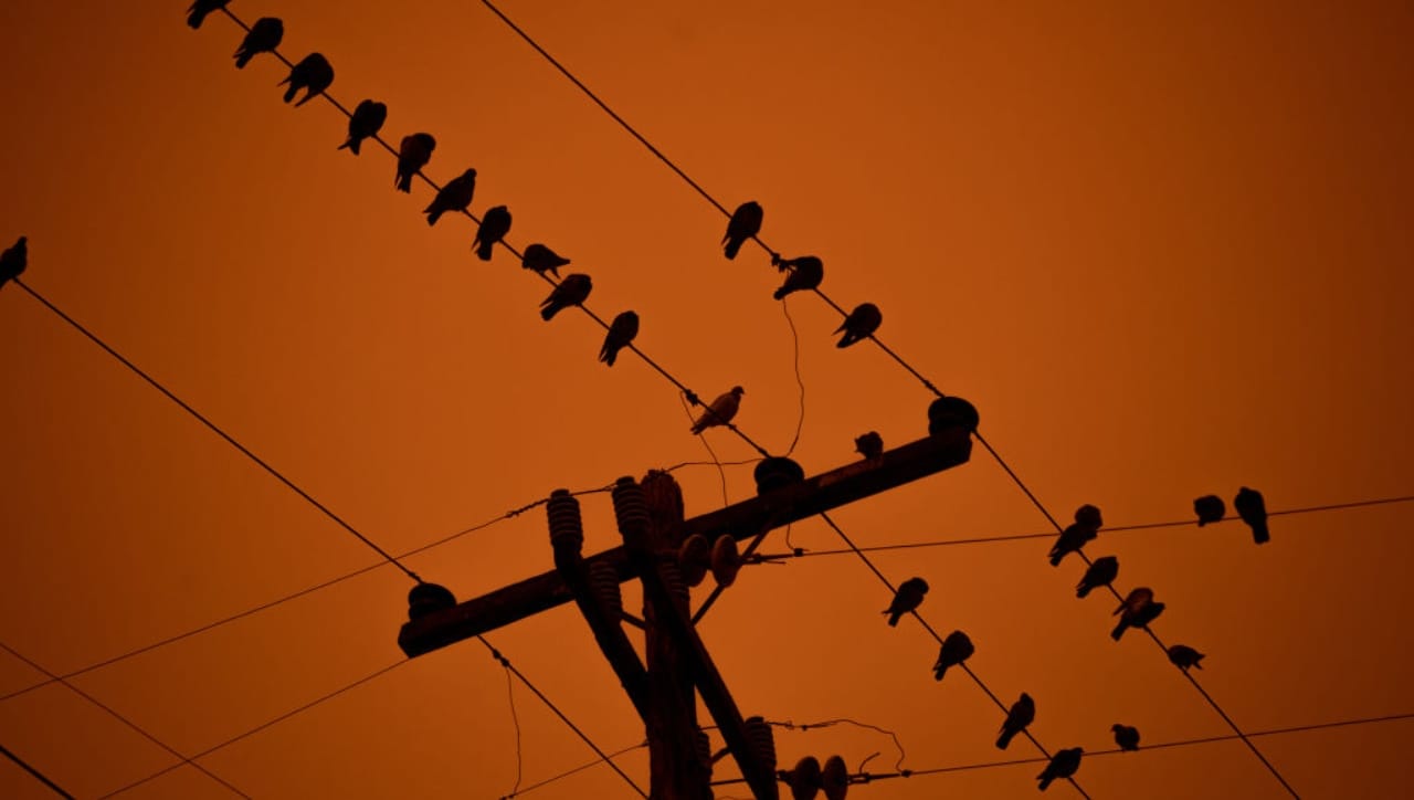 विजेचा धक्का लागण्यासाठी 'सर्किट' पूर्ण होणे आवश्यक असते. जेव्हा वीज एका टोकाकडून दुसऱ्या टोकाकडे प्रवाहित होते, तेव्हाच शॉक बसतो. पक्षी जेव्हा रेल्वेच्या ओव्हरहेड वायरवर बसतात, तेव्हा त्यांचे दोन्ही पाय एकाच वायरवर असतात. यामुळे 'पोटॅन्शिअल डिफरन्स' (Potential Difference) तयार होत नाही. 