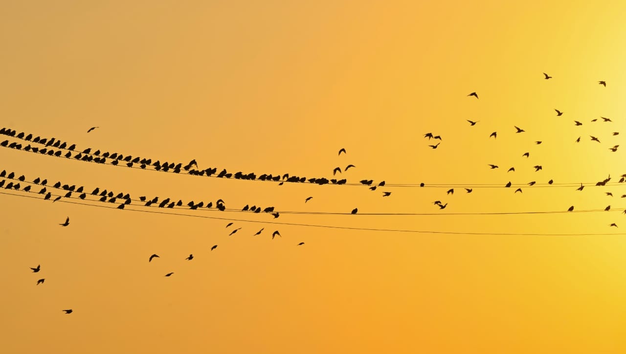 मात्र, आपण अनेकदा पाहतो की रेल्वेच्या तारांवर अनेक छोटे पक्षी आरामात बसलेले असतात. त्यांना ना शॉक लागतो, ना कोणतीही इजा होते. यामागचे कारण केवळ नशीब नसून विज्ञानाचा एक महत्त्वाचा नियम आहे.