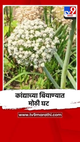 बुलढाण्यात कांद्याच्या बियाण्यात मोठी घट