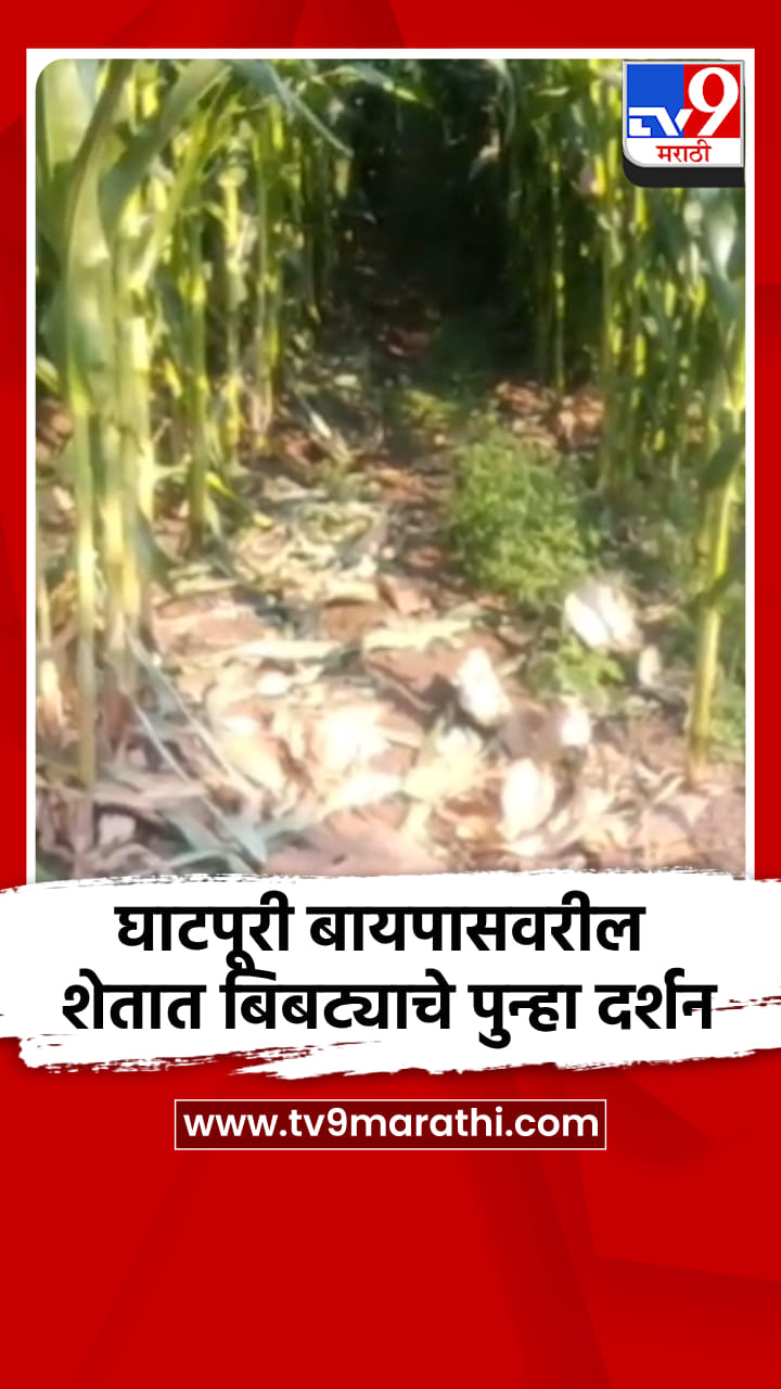 घाटपुरी बायपासवरील राम मंदिर जवळील शेतात बिबट्याचे पुन्हा दर्शन