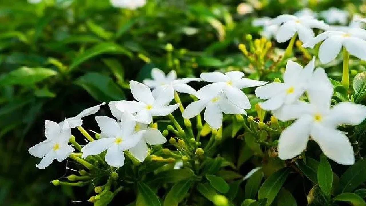 तुम्ही घरातील बलकनीमध्ये चमेलीचे फुलझाड ठेवले तर तुमच्या घरात नेहमी सुगंध दरवळेल. कारण चमेलीच्या फुलाला खूप सुगंध असतो. घरात एकदा हा सुगंध आला की त्याचा दरवळ खूप वेळ राहतो. त्यामुळे तुमच्या घरातील दुर्गंधी नाहीशी होते. 