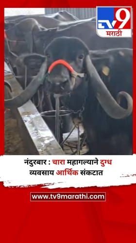 नंदुरबार : चारा महागल्याने दुग्ध व्यवसाय आर्थिक संकटात