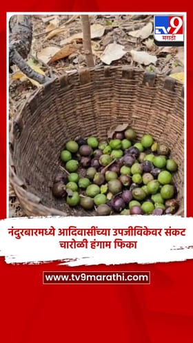 नंदुरबारमध्ये आदिवासींच्या उपजीविकेवर संकट, चारोळी हंगाम फिका