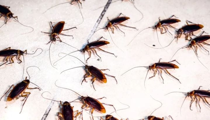 (टीप- या लेखातील सर्व माहिती ही प्राथमिक स्वरुपाची आहे. सविस्तर माहितीसाठी किंवा कोणताही प्रयोग करण्याआधी त्या-त्या क्षेत्रातील तज्ज्ञांशी संपर्क साधावा) 