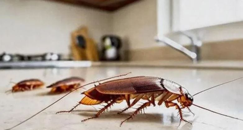 झुरळ ही जवळपास प्रत्येकच घरातील एक महत्त्वाची समस्या आहे. महिलांना झुरळांची खूपच भीती वाटते. परंतु तरीदेखील किचनमध्येच झुरळं जास्त प्रमाणात आढळतात. विशेष म्हणजे घरात एक जरी झुरळ आढळले तर काही दिवसांनी झुरळांची संख्या वाढते आणि सगळीकडे झुरळच झुरळ दिसायला लागतात. 