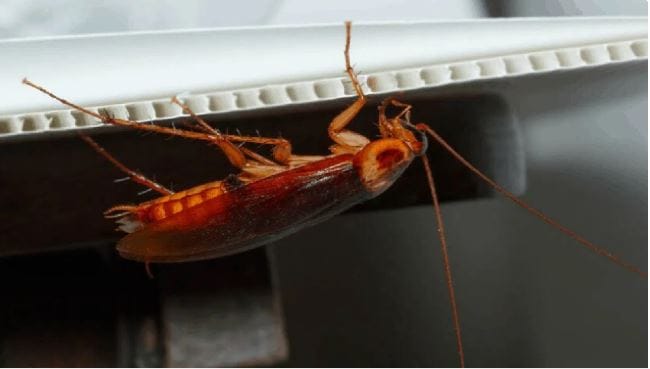 तुमच्या घरातील किचनमद्ये लवंग या पदार्थाचा तुम्ही वापर करत असालच. किचनमधील लवंग फक्त मसाले तयार करतानाच वापरत नाहीत. त्याचा झुरळांना हाकलवून लावण्यासाठीदेखील वापर होतो. हा वापर कसा करायचे हे माहिती असणे फार गरजेचे आहे. 