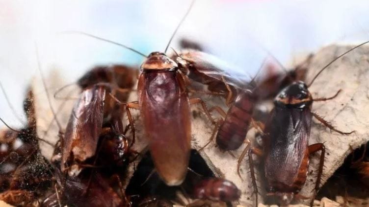 झुरळांना लवंग आणि त्याचा गंध आवडत नाही. लवंगाचा गंध आल्यास झुरळ घरातून पळून जातात. त्यामुळे घरात ज्या ठिकाणी झुरळ झालेले आहेत, त्या ठिकामी तुम्ही लवंग ठेवायची. तुम्ही लवंगाचे पावडर करूनही ते घरात झुरळांच्या ठिकाणी ठेवू शकता. त्यामुळे पुढच्या काही दिवसांत झुरळ घरातून पळून जातील. 