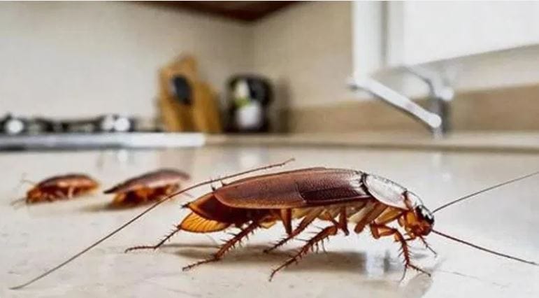 झुरळ पाहिलं की प्रत्येकालाच चीड येते. घरात एकदा झुरळ झाले की नंतर मात्र खूप डोकेदुखी वाढते. किचन, बेडरुम तसेच इतर ठिकाणी सगळीकडेच झुरळ दिसायला लागतात. तुम्ही झुरळांना कितीही मारले तरीही ते पुन्हा होतातच. 