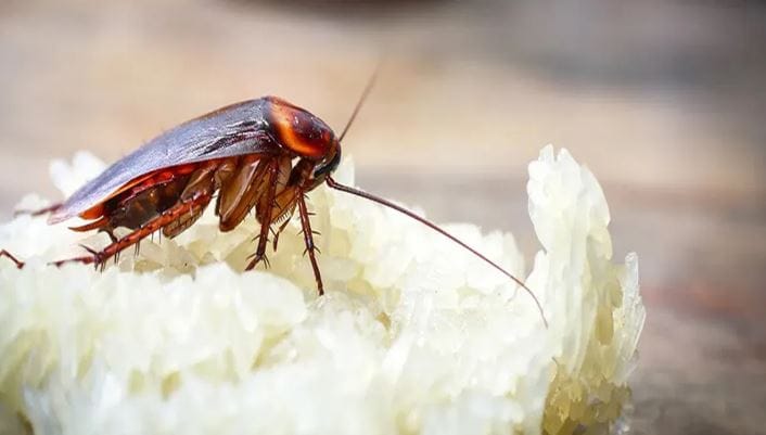 मानवाचे आणि प्राण्यांच्या रक्ताचा रंग लाल असतो. परंतु झुरळाच्या रक्ताचा रंग हा लाल नसतो. असे नेमके का असते ते जाणून घेऊ या. यामागचं विज्ञान समजून घेऊ या. मानवाच्या रक्तामध्ये हिमोग्लोबीन नावाचा एक घटक असतो. 