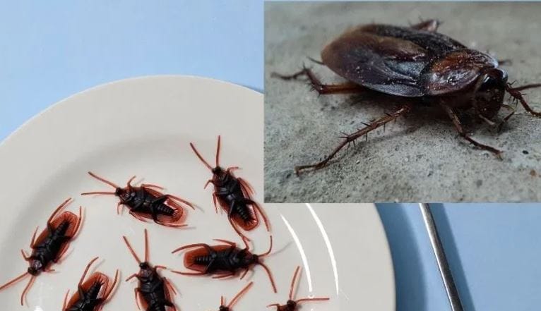 हिमोग्लोबीनमुळेच मानवी रक्ताला लाल रंग येतो. परंतु झुरळाच्या रक्तामध्ये हिमोग्लोबीन नसते. परिणामी त्याचे रक्त हे रंगहीन असते. हिमोग्लोबीन नसल्यानेच झुरळाचे रक्ते हे लाल नसते. 