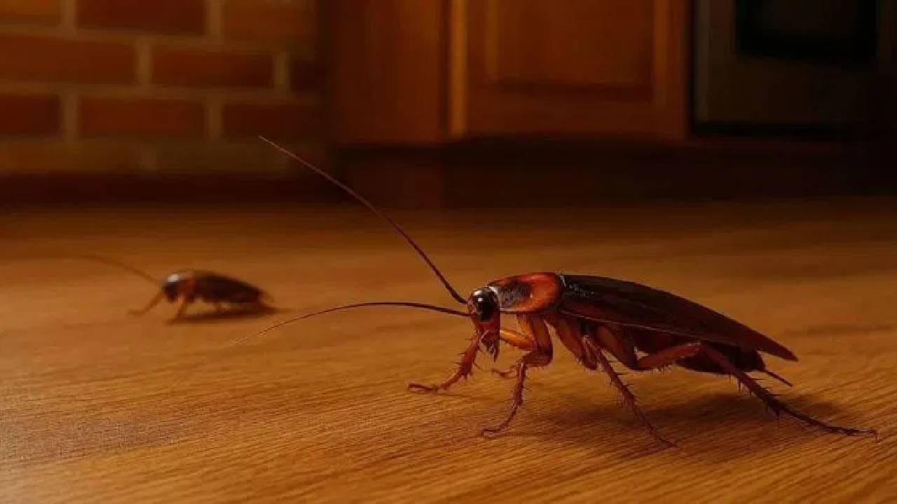 GK : झुरळाचे रक्त लाल रंगाचे का नसते? नेमकं कारण वाचून नवल वाटेल!