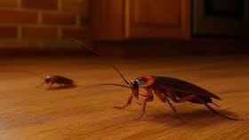 GK : झुरळाचे रक्त लाल रंगाचे का नसते? नेमकं कारण वाचून नवल वाटेल!.