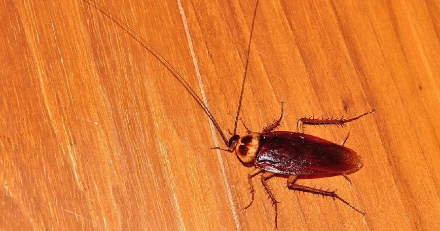 घरातील किचनमध्ये, बसिनमध्ये, अन्नाच्या कणावर तुम्ही अनेकदा झुरळं रेंगाळत असताना पाहिले असतील. या झुरळांमुळे तुम्हाला अनेक आजार होण्याची शक्यता असते. विशेष म्हणजे या झुरळांना पाहून महिला खूपच घाबरतात. त्यामुळेच महिलावर्ग झुरळांना घरातून कसे घालवायचे, याचा विचार करत असतात.