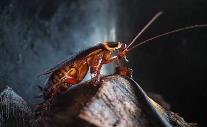 अनेकदा आपण बाजारातून अत्यंत महागडी औषधं आणतो. ही औषधं घरातील कोपऱ्यात, किचनमध्ये फवारतो. परंतु काही दिवसांनी परत सगळीकडे झुरळांचा सुळसुळाट पाहायला मिळतो. हा प्रकार वारंवार पाहायला मिळतो. यामुळे घरातील सदस्यांची खूपच चिडचिड होते. 