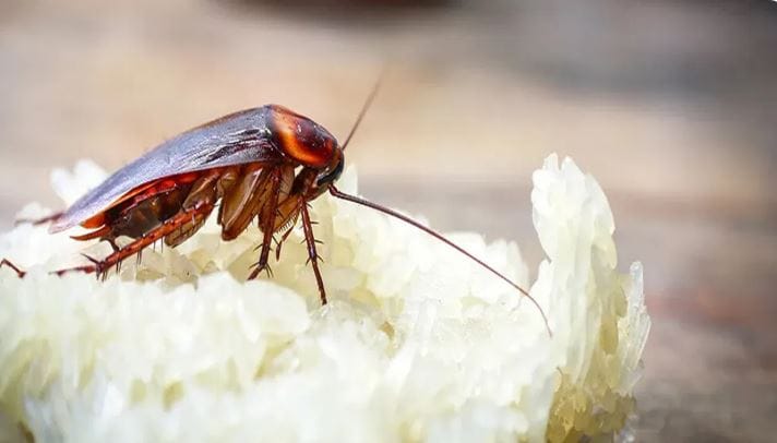 परंतु एक रुपयाही खर्च न करता तुम्ही घरातील झुरळांचा नायनाट करू शकता. हे कसं शक्य आहे, ते जाणून घेऊ या. त्यासाठी तुमच्याकडे बेकिंग म्हणजेच खाण्याचा सोडा आणि लिंबू असणे गरजेचे आहे. या दोन गोष्टी असतील तर तुम्ही झुरळांचा कायमचा बंदोबस्त करू शकता. 