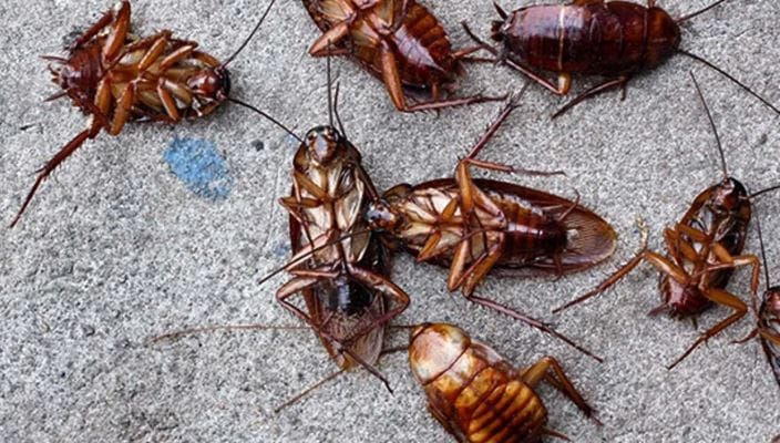 एक लिटर पाणी उकळावे. त्यानंतर त्या पाण्यात दोन चम्मच बेकिंग सोडा टाकावा. यात एक किंवा दोन लिंबांचा रस टाकावा. त्यानंतर हे मिश्रण नंतर घराच्या बाेहेरील नाली, सिंकच्या खाली, सिंकच्या पाईपमध्ये टाकावे. त्यानंतर घरातील झुरळं तसेच इतर कीटकही बाहेर मरून जातील. 