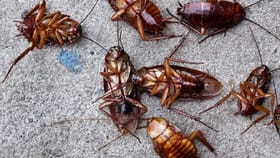 घरातले झुरळ तडफडून मरतील, फक्त या दोन गोष्टी वापरा अन् मग बघा चमत्कार!.