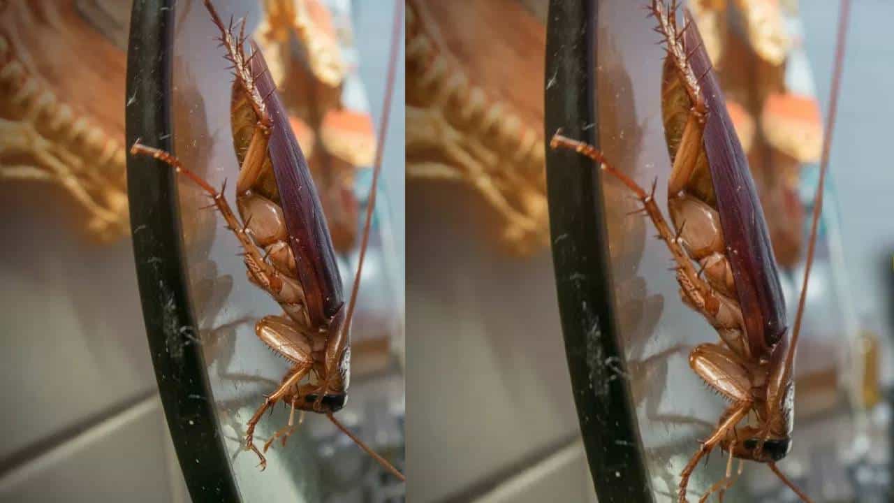 घरात झुरळांनी घातलंय थैमान ?,या सोप्या उपायांनी कायमची होईल सुटका