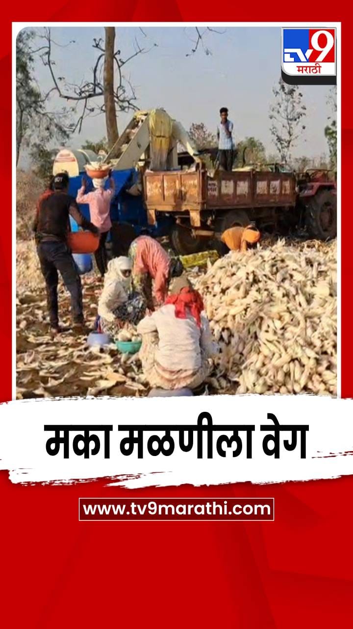 अवकाळीच्या भीतीने भंडाऱ्यात मका मळणीला वेग; शेतकऱ्यांची लगबग वाढली