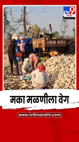 अवकाळीच्या भीतीने भंडाऱ्यात मका मळणीला वेग; शेतकऱ्यांची लगबग वाढली