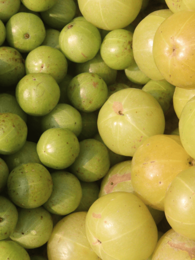 रोज एक आवळा खाल्ल्याने शरीराला हे 8 फायदे होतात..