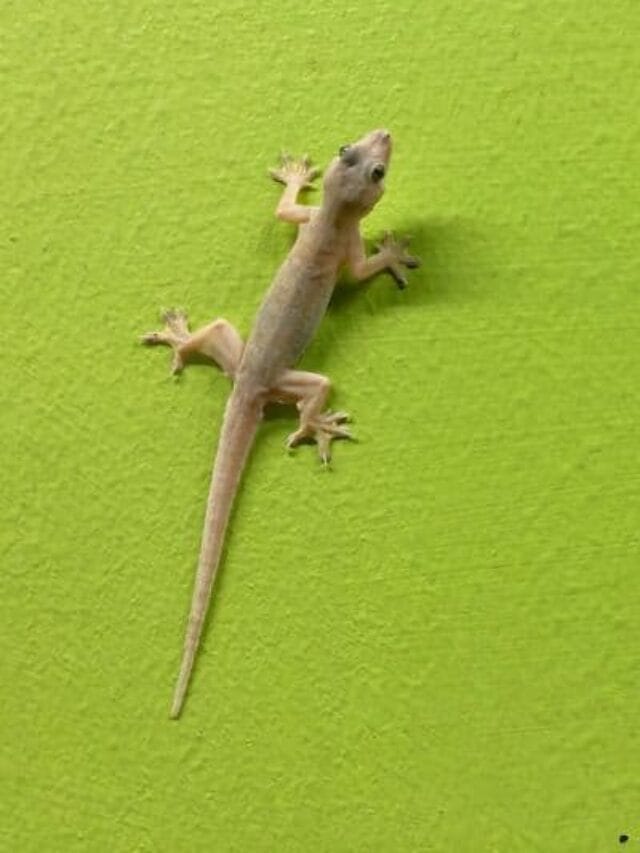 घरातून पालींना घालवायचे आहे, हे जालीम उपाय करुन पाहा...