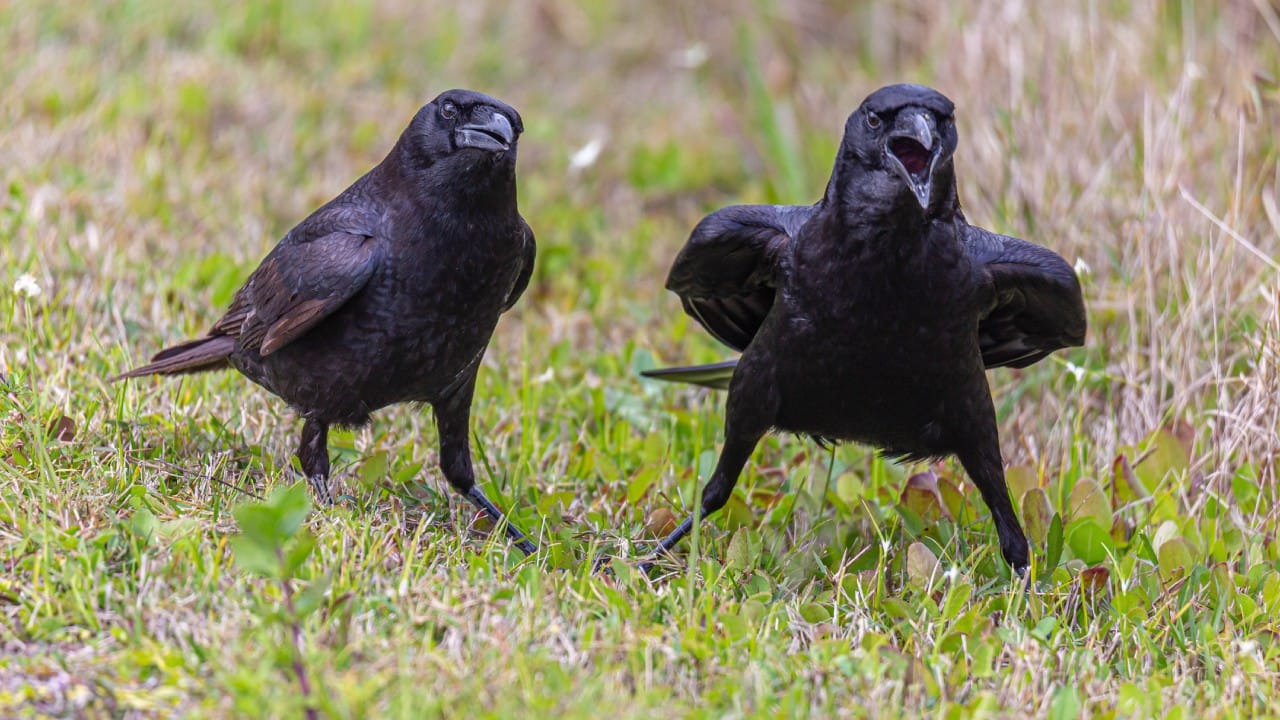 पण तुम्ही कधी विचार केलाय का, आपल्या अंगणात रोज दिसणारा हा कावळा नक्की किती वर्षे जगतो आणि तो कधी म्हातारा होतो? नाही ना, आज आपण याबद्दल जाणून घेऊया.