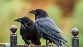 कावळा किती वर्ष जगतो माहितीये का? खरी माहिती वाचून थक्क व्हाल!.