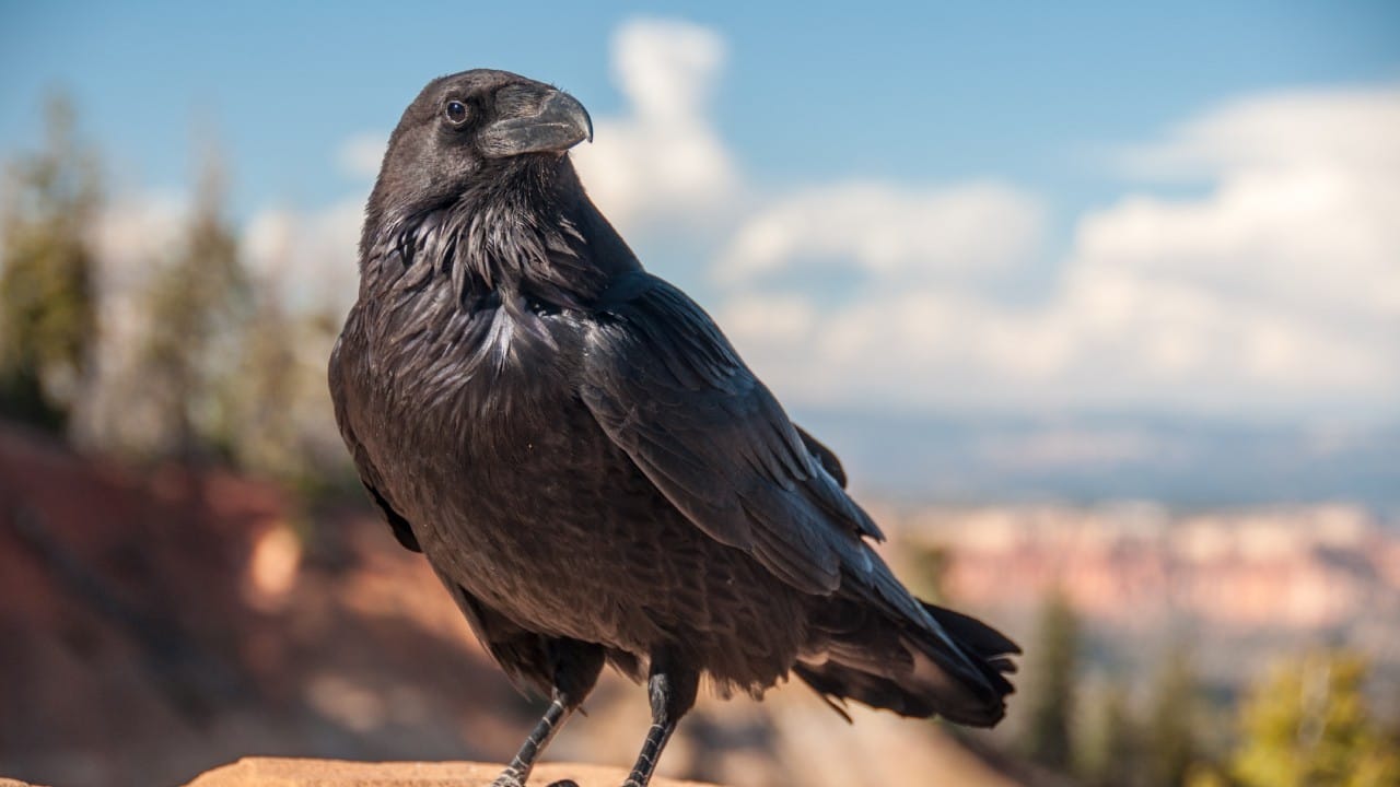 आपण लहान असताना सर्वांनीच तहानलेल्या कावळ्याची गोष्ट ऐकली किंवा वाचली आहे. पण तुम्हाला माहितीये का कावळा हा पक्षी केवळ गोष्टीपुरता मर्यादित नसून पक्षांच्या विश्वातील सर्वात बुद्धिमान जीव म्हणून ओळखला जातो.