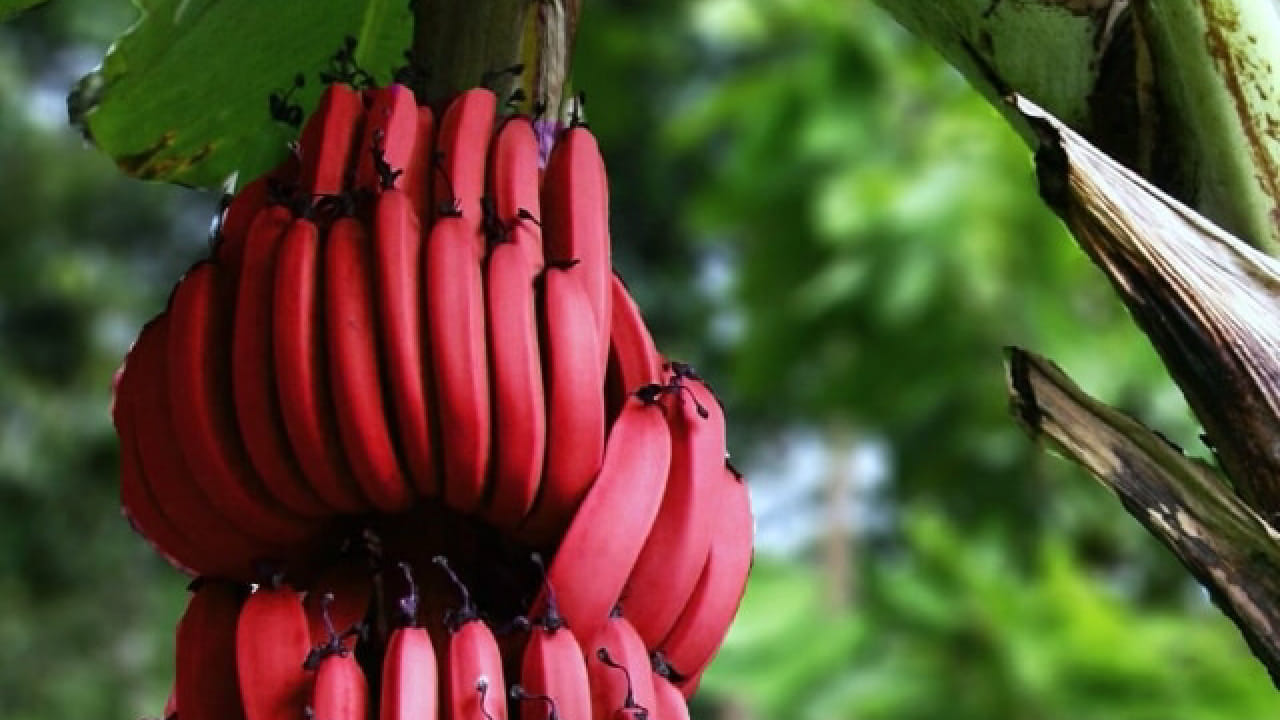 तसेच आतड्यांतील सूज कमी करून पचनसंस्था मजबूत करण्यास मदत होते. लाल केळी शरीराची रोगप्रतिकारक शक्ती वाढवण्यास मदत करते. यात व्हिटॅमिन C आणि बीटा-कॅरोटीन असल्यामुळे शरीराला संसर्गांपासून संरक्षण मिळते.