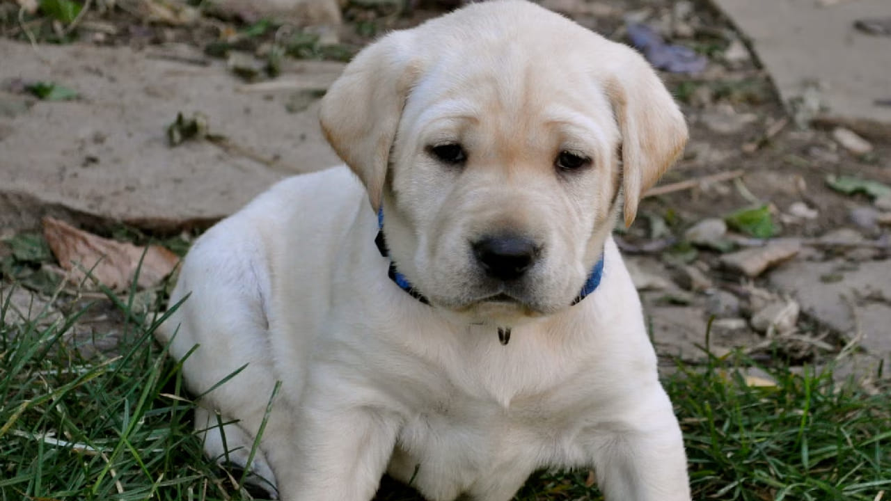 दररोजच्या आयुष्यातही असे संकेत दिसून येतात. घराजवळ गाय कुत्रे किंवा पक्षी वारंवार येऊ लागणे हे सकारात्मक ऊर्जेचे लक्षण मानले जाते. तसेच स्वप्नात मंदिर दिवा किंवा देव-देवतांचे दर्शन होणे हेही शुभ मानले जाते.