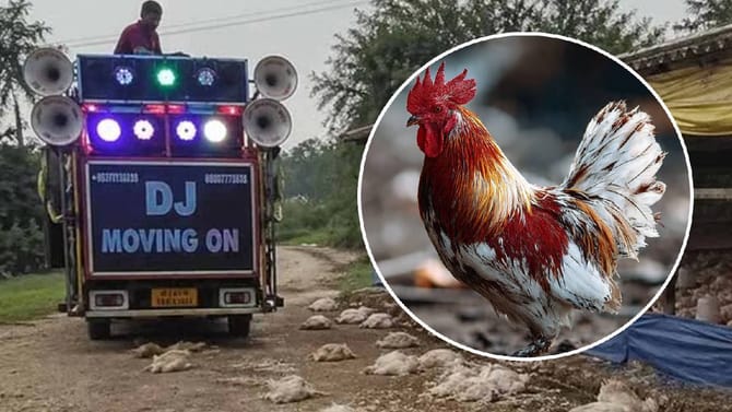 माझ्या कोंबड्या मेल्या रे....डीजेच्या आवाजाने पटापट मृत्यू; काय घडलं?