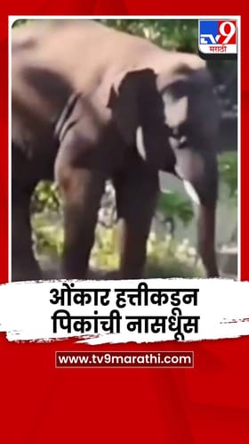 गोव्यातील मोपा इथं ओंकार हत्तीकडून पिकांची नासधूस