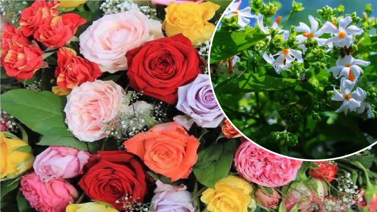 हे 3 सिक्रेट फुलझाड, खिडकीत लावल्यास घरातली दुर्गंधी जाईल पळून; फक्त एकदा लावा अन्…