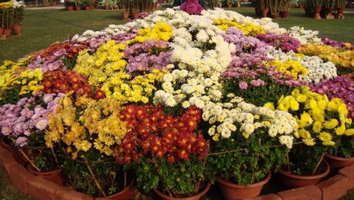 काही घरांची कितीही काळजी घेतली तरीही ते आकर्षक, छान दिसतच नाहीत. काही घरात तर खूपच दुर्गंधी येते. कितीही रुम फ्रेशनरचा वापर केला तरीही ही दुर्गंधी जात नाही. त्यामुळे काय करावे ते अनेकांना समजतच नाही. परंतु अशा काही ट्रिक आहेत, ज्यांचा वापर करून तुम्ही तुमच्या घरातील दुर्गंधी घालवू शकता. एक रुपयाही न खर्च करता घरात फक्त ही फुलझाडं लावली तरी तुमच्या घरात सुगंध दरवळेल. दुर्गंधी येणार नाही.