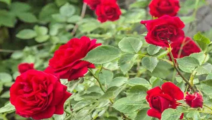 घर ही अशी जागा आहे, जिथे आपले मरेपर्यंत वास्तव्य असते. सुख, दु:खाचे सगळे क्षण आपण याच घरात घालवत असतो. त्यामुळेच घरात आल्यावर प्रसन्न वाटणे गरजेचे असते. घराची तशी काळजी घेणे फार महत्त्वाचे असते. 