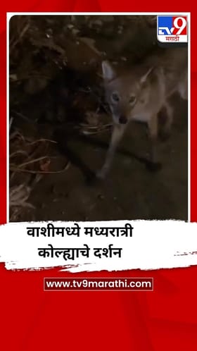 वाशीमध्ये मध्यरात्री कोल्ह्याचे दर्शन
