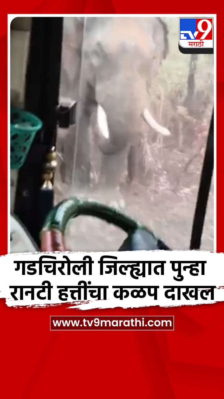 गडचिरोली जिल्ह्यात पुन्हा रानटी हत्तींचा कळप दाखल