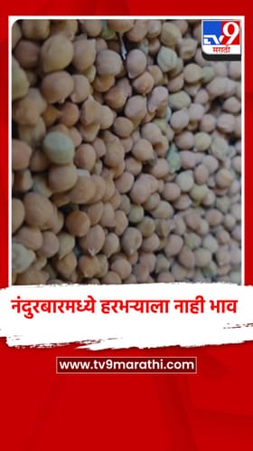 नंदुरबार बाजार समितीत हरभऱ्याला नाही भाव, शेतकऱ्यांमध्ये संताप