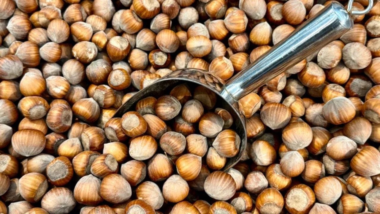 हेजलनटमध्ये ही व्हिटामिन्स ई असते. बदाम आणि अक्रोड सारखे हेजलनट हे देखील अनेक व्हिटामिन्सचा मोठा सोर्स आहे. १०० ग्रॅम हेजल नटमध्ये १५ मिलीग्रॅम व्हिटामिन- ई असते. यात व्हिटामिन ए आणि सीची देखील चांगले प्रमाण असते. 