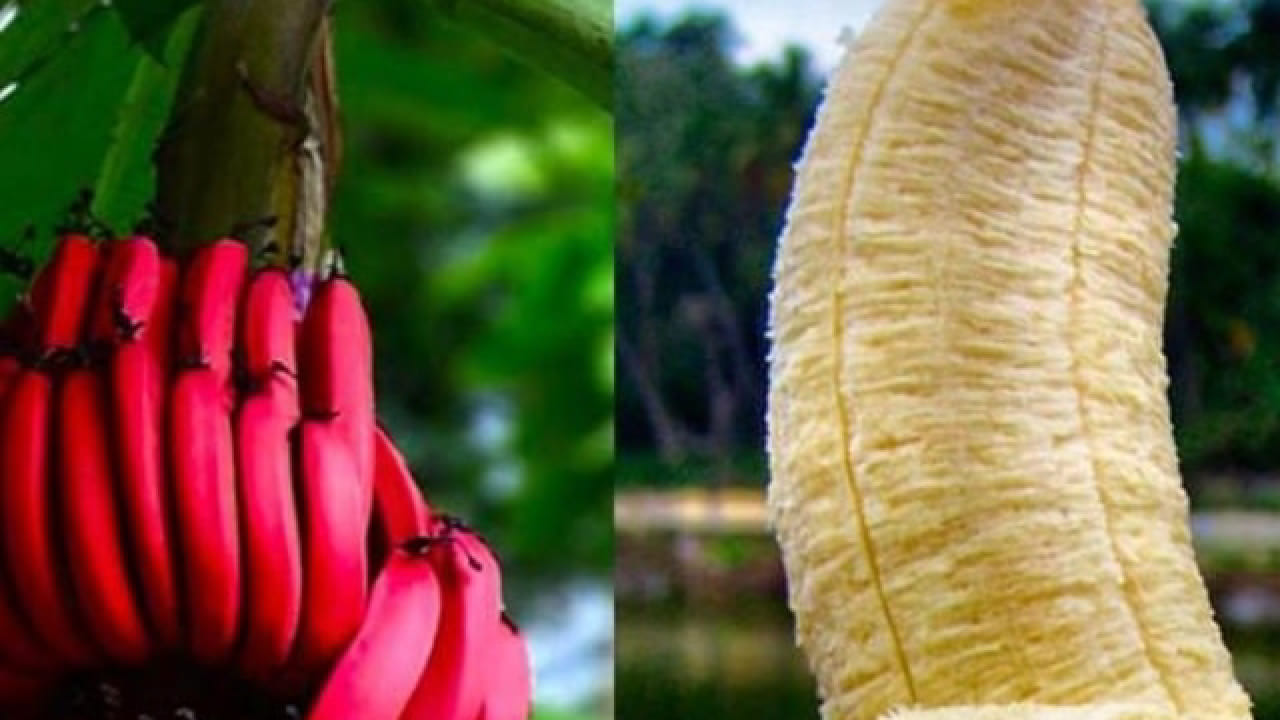 लाल केळीमध्ये कॅरोटेनॉइड्स, व्हिटॅमिन C आणि अँथोसायनिनसारखे शक्तिशाली अँटीऑक्सिडंट्स मोठ्या प्रमाणात असतात. हे घटक शरीरातील पेशींचे नुकसान होण्यापासून संरक्षण करतात आणि आरोग्य सुधारण्यास मदत करतात. लाल केळीमध्ये व्हिटॅमिन A आणि कॅरोटेनॉइड्स मुबलक प्रमाणात असल्यामुळे ते डोळ्यांच्या आरोग्यासाठी अत्यंत उपयुक्त आहे. नियमित सेवन केल्यास दृष्टी सुधारण्यास मदत होते.