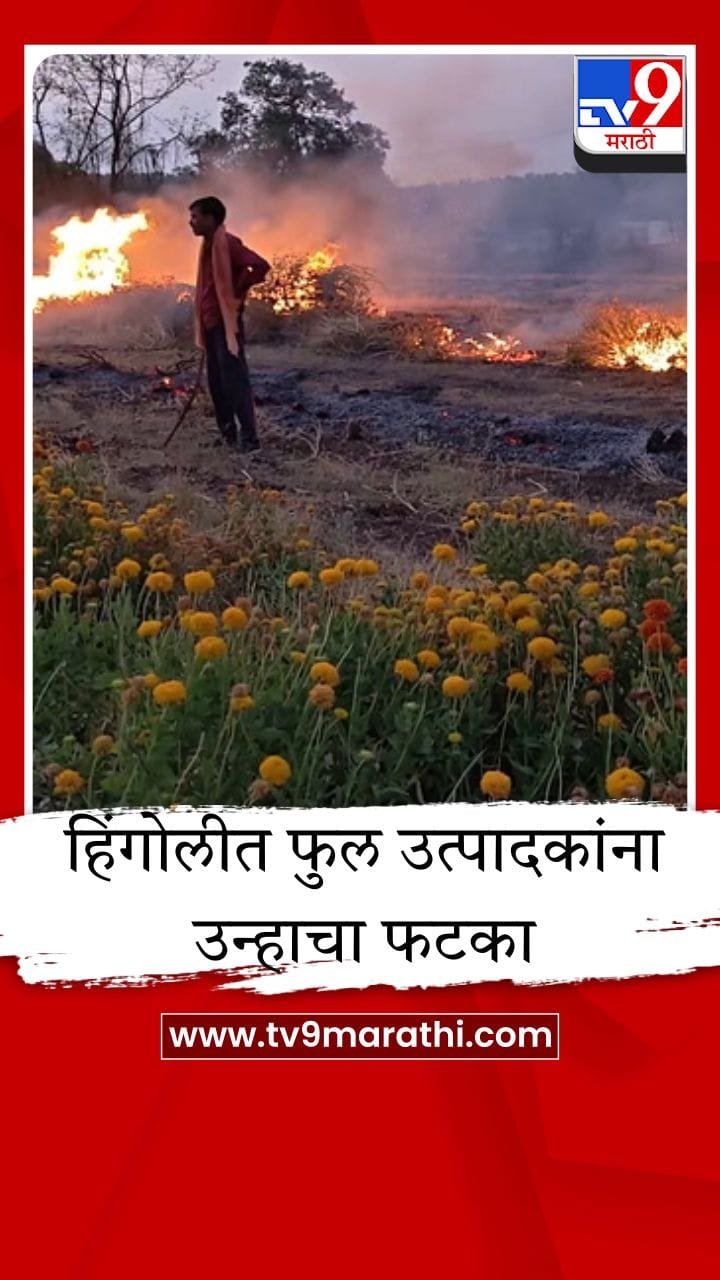 हिंगोलीत कडाक्याच्या उन्हाचा फटका; फुल उत्पादकांनी बागांची केली होळी