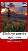 हिंगोलीत कडाक्याच्या उन्हाचा फटका; फुल उत्पादकांनी बागांची केली होळी.
