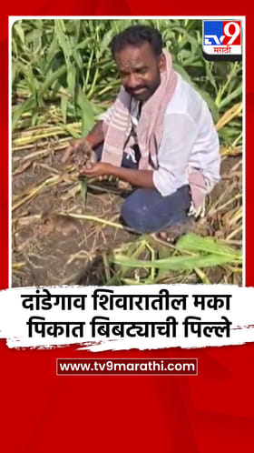 दांडेगाव शिवारातील मका पिकात बिबट्याची पिल्ले